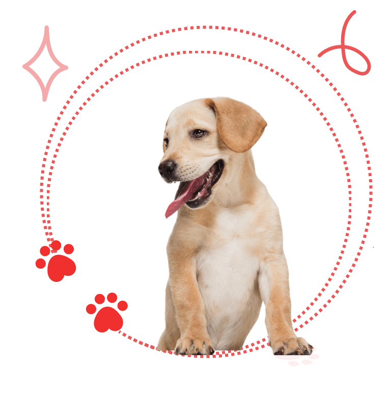 Picture of the author