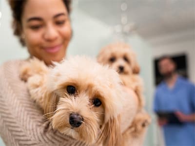 How Technology is Changing the Relationship Between Vets & Pet Owners
