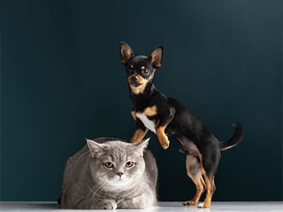 Dog vs. Cat Owners: Who Spends More at the Vet?