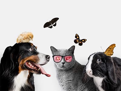 10 Fun Facts About Pets You Probably Didn’t Know