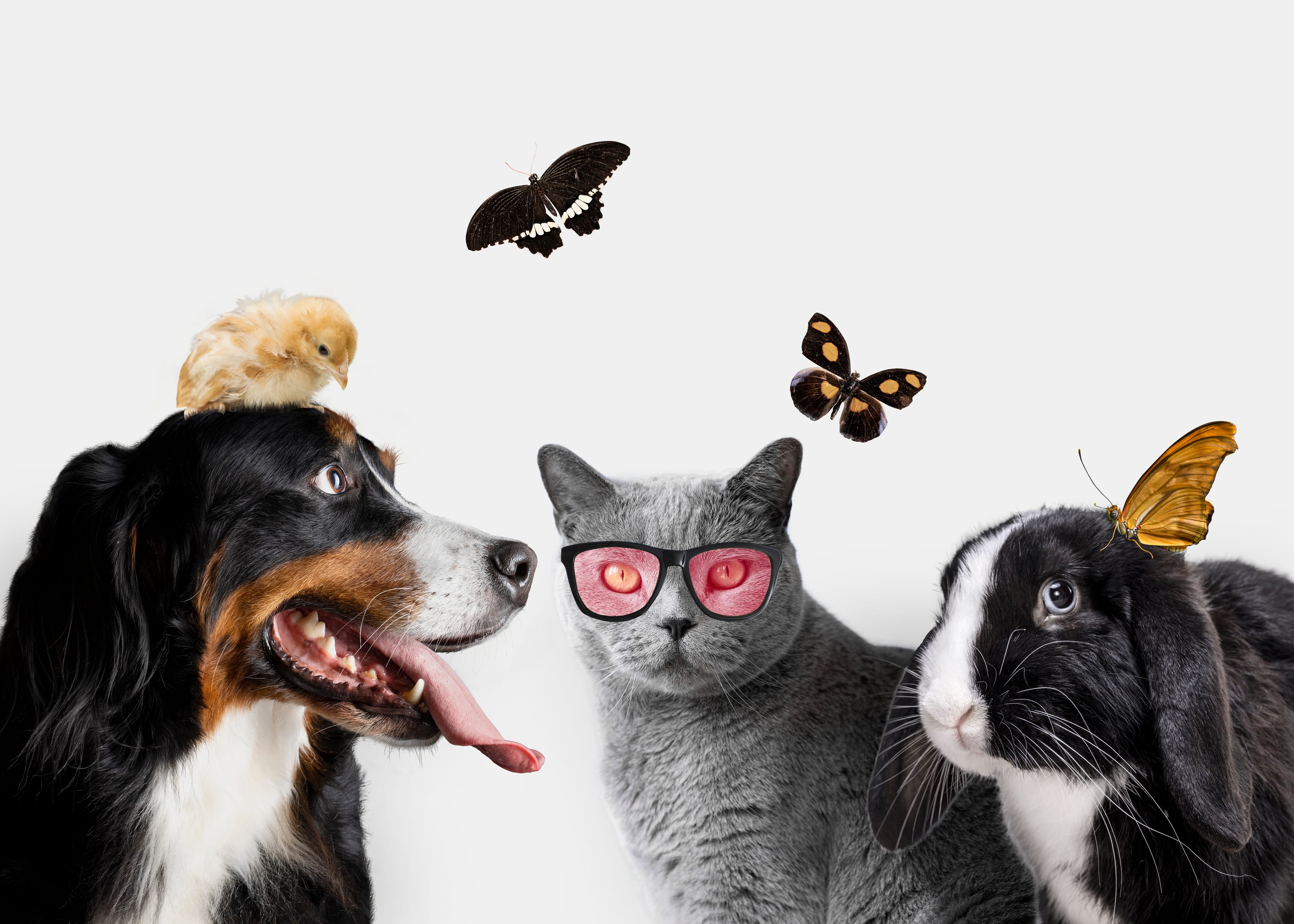 10 Fun Facts About Pets You Probably Didn’t Know